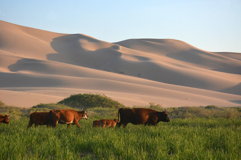 Dunes de Khongor dans le désert du Gobi